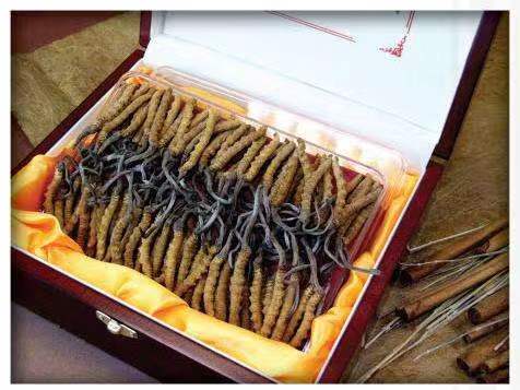 龙海冬虫夏草回收